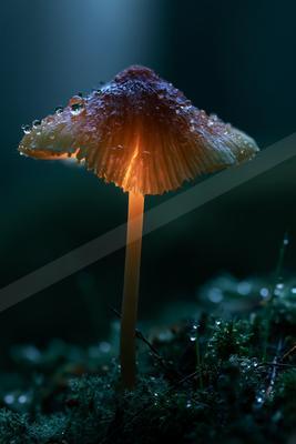A moody wildlife photo of wildlife.