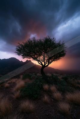 A dramatic nature scene of trees.