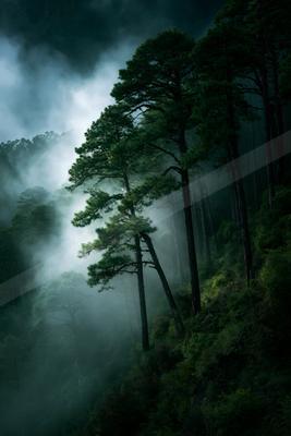 A dramatic nature scene of trees, forest, fog.