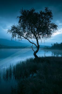 A blue hour long exposure nature scene of trees, lake, fog.