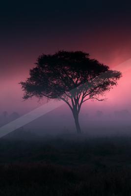 A moody nature scene of trees, sunrise.