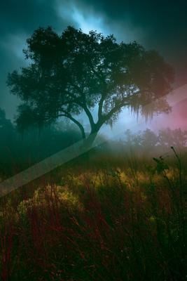 A moody nature scene of trees, forest, field.