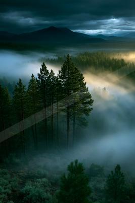 A mysterious panorama nature scene of a forest, fog.