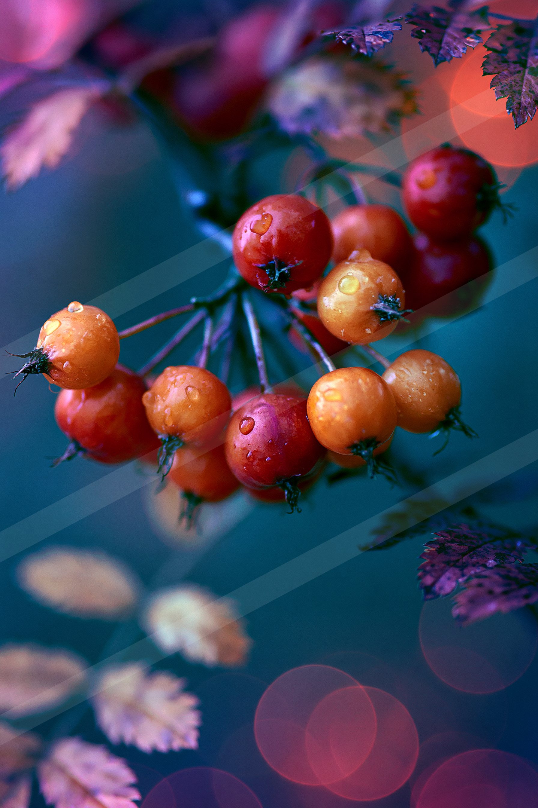 A moody soft focus nature scene of an autumn leaves, reflection.