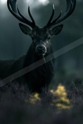 A large dark stag with impressive antlers stands facing the camera in a misty field of purple and yellow heather.