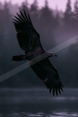 A black-toned moody photograph of bald eagle, kite, vulture.