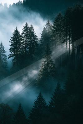 A serene forest scene shrouded in mist with sunlight filtering through tall evergreen trees.