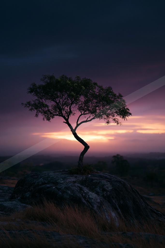 A solitary tree with a twisted trunk stands silhouetted on a large rock formation against a vibrant purple, pink, and orange sunset sky.