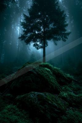 A night nature scene of trees, forest, fog.