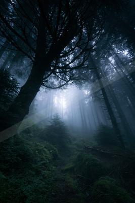 A dramatic nature scene of forest, fog.