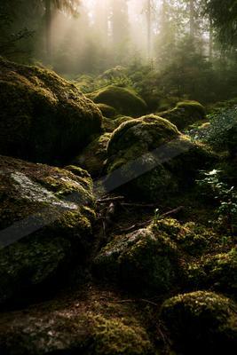 A serene nature scene of forest, rocks.