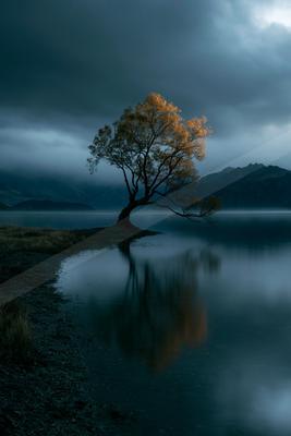A solitary tree with golden foliage stands on the shore of a calm lake, its reflection mirrored in the still water under a dark, cloudy sky with distant mountai