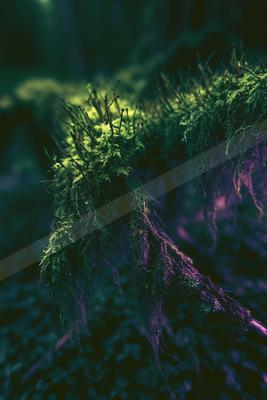 A moody nature scene of plants, forest, trees.