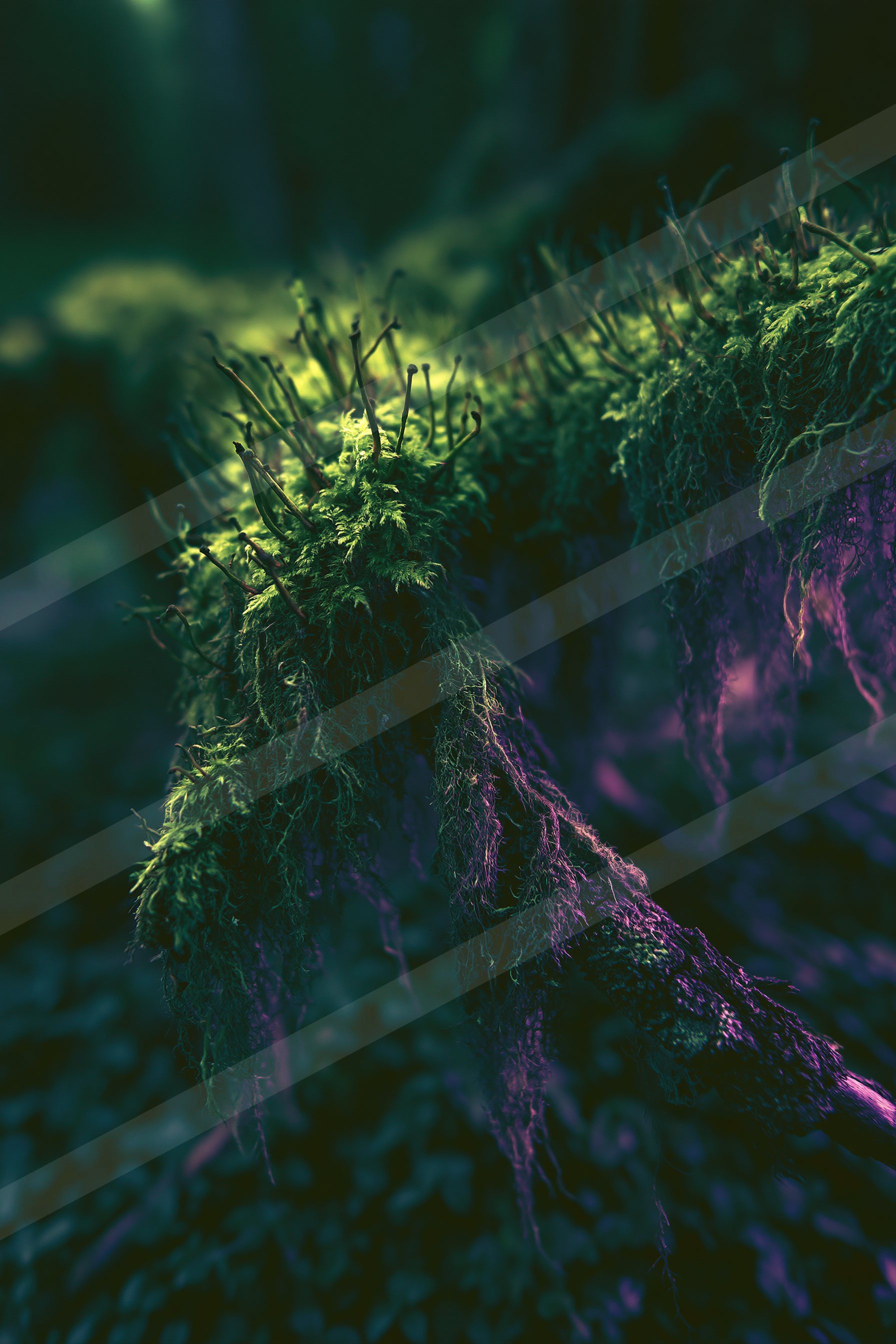 An ethereal macro nature scene of a moss.