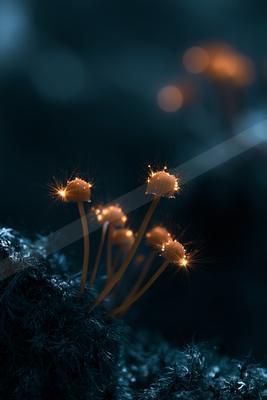 An ethereal macro nature scene of a mushroom, dust.
