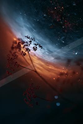 A night long exposure sky scene of starry sky, flowers, sunrise.
