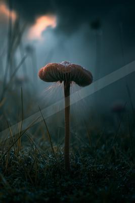 A moody landscape of field.