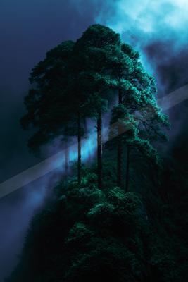 Tall evergreen trees stand on a misty mountain ridge at night, illuminated by dramatic blue light against a dark, foggy sky.