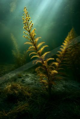 A moody water scene of ocean, plants, field.