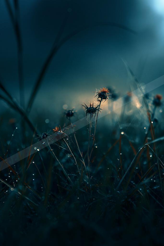 A night soft focus nature scene of a flowers, fog.