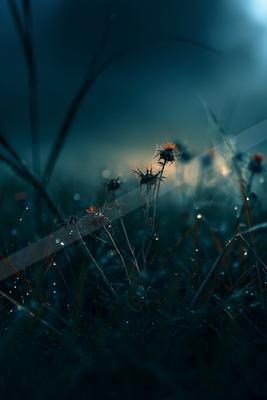 A night macro nature scene of flowers, plants, field.