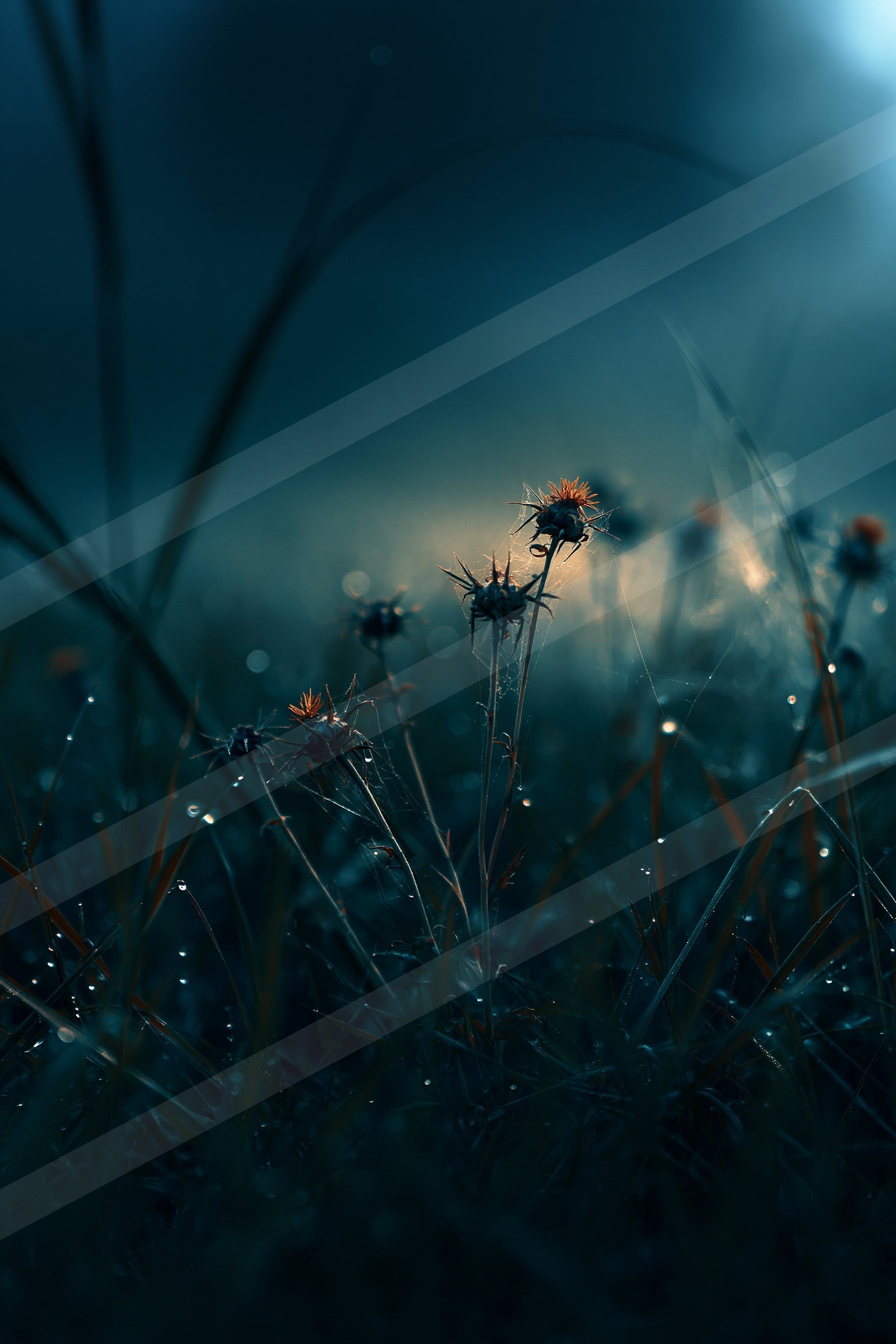 A night soft focus nature scene of a flowers, fog.