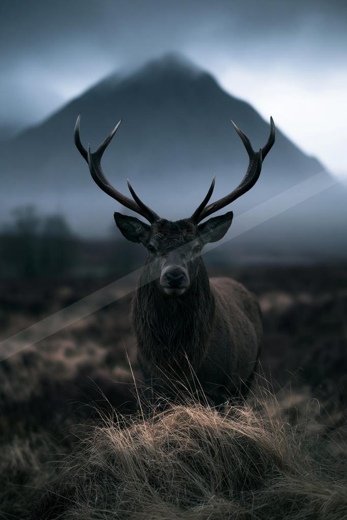 A moody wildlife photo of wildlife.