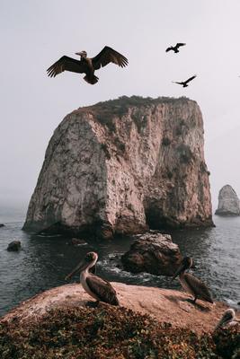 Brown pelicans flying and standing on a rocky coastal outcrop with a large sea stack in the ocean under an overcast sky.