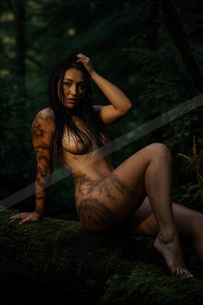 A moody nature scene of forest.