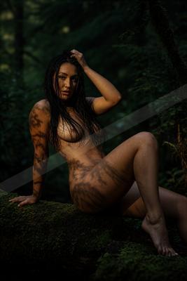 A moody nature scene of forest.