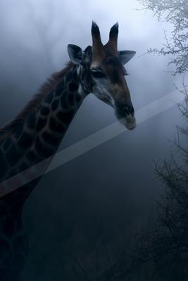 A brown-toned moody photograph of zebra, gazelle, impala.