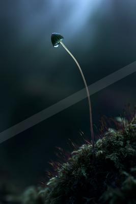 A night macro nature scene of plants.