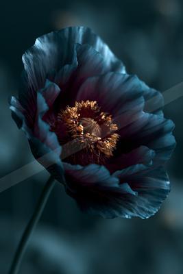 A moody nature scene of flowers.