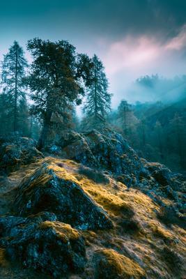 A blue hour long exposure nature scene of trees, forest, mountains.