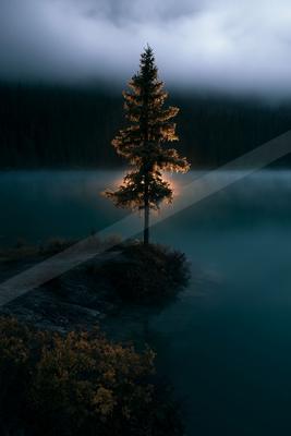 A blue hour nature scene of trees, lake, forest.