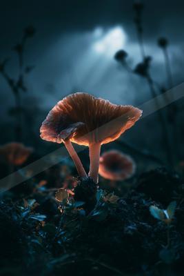 A night still life.