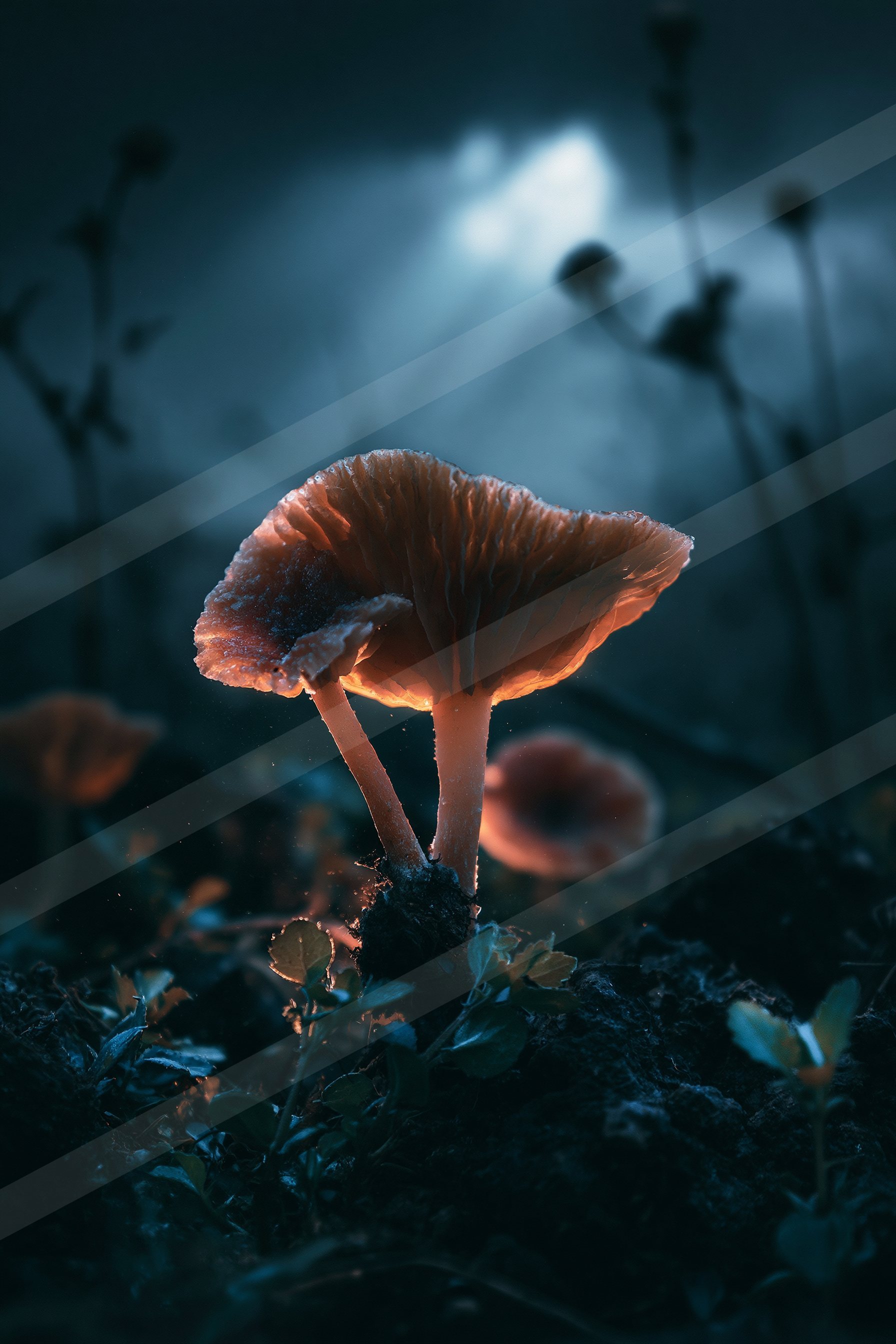 An ethereal macro nature scene of a mushroom.