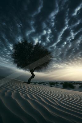 A blue hour minimalist landscape of desert, trees.