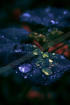 A moody nature scene of flowers, plants.