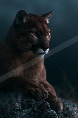 A mountain lion with intense gaze resting on a dark rock, captured in dramatic low-key lighting.