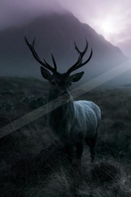 A large male red deer with impressive antlers stands facing the camera in a misty, purple-hued moorland with mountains in the background.