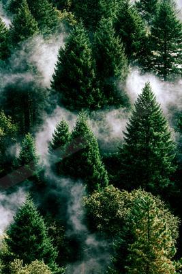 Aerial view of tall green coniferous trees shrouded in white mist in a dense forest