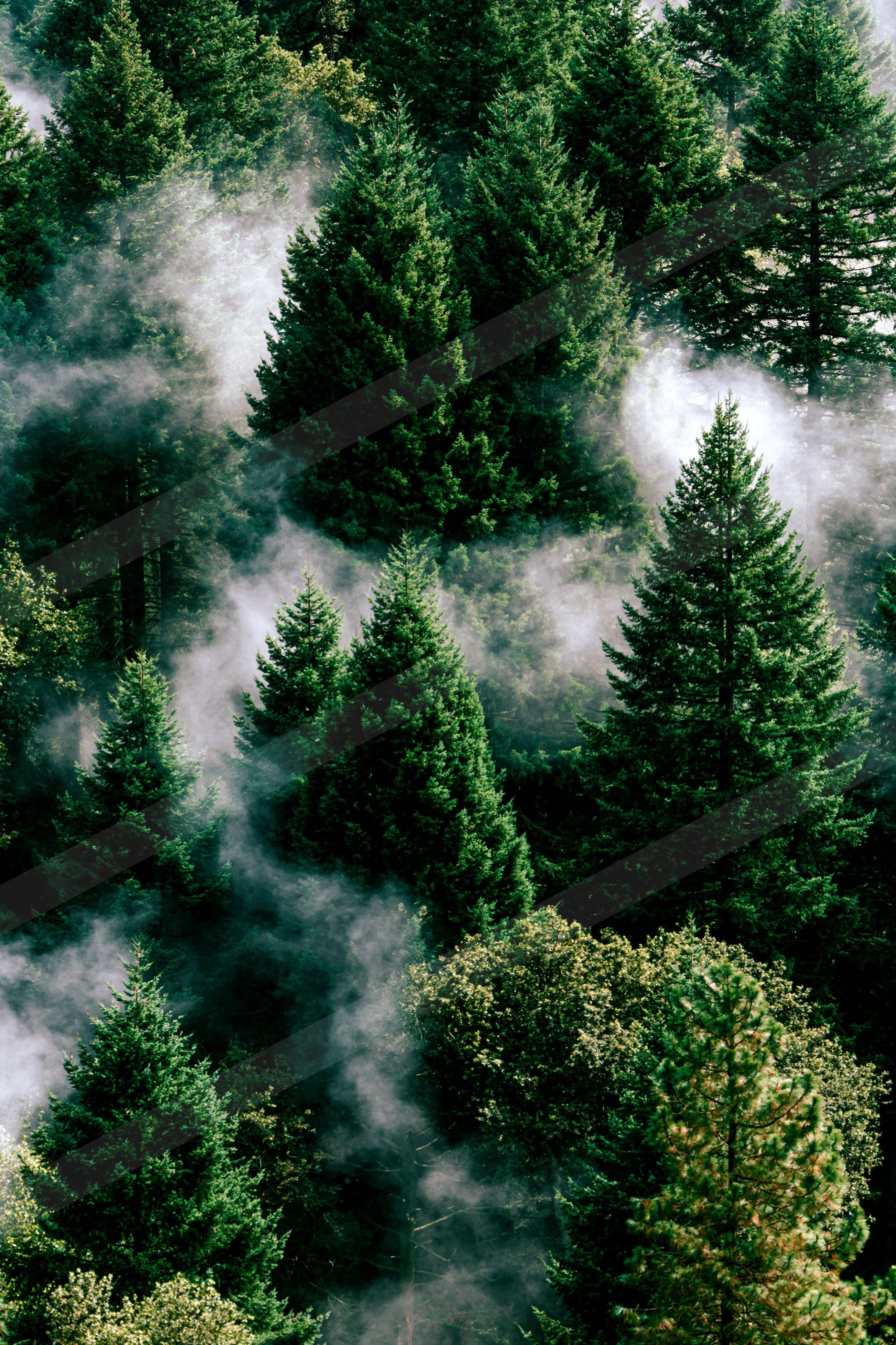 A moody nature scene of a forest, fog.
