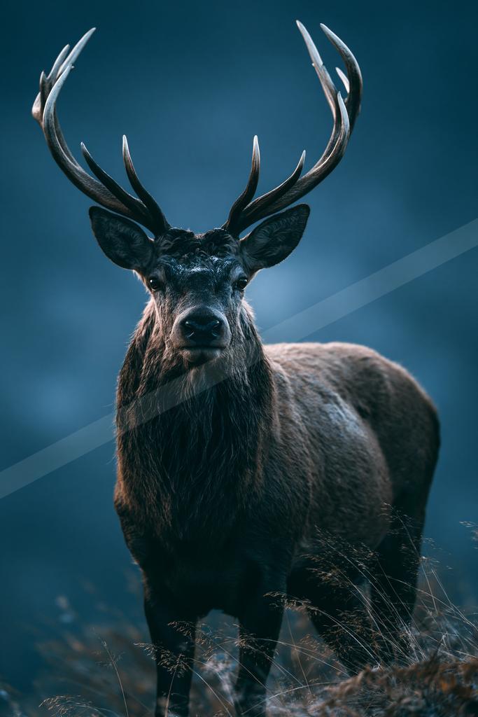 A black-toned moody photograph of ibex, gazelle, hartebeest.