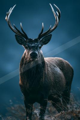 A black-toned moody photograph of ibex, gazelle, hartebeest.