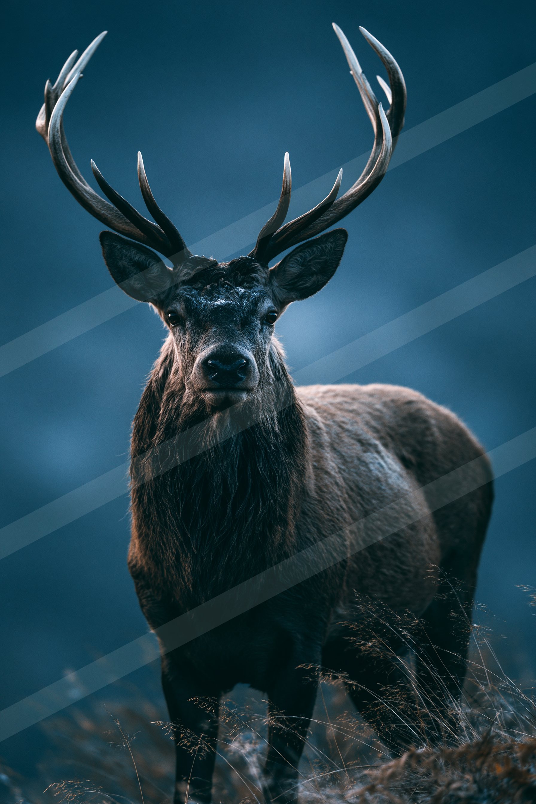 Gazelle.