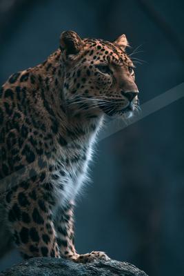 Big cat.