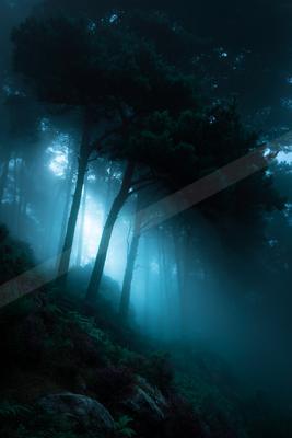 A night nature scene of forest, trees, fog.