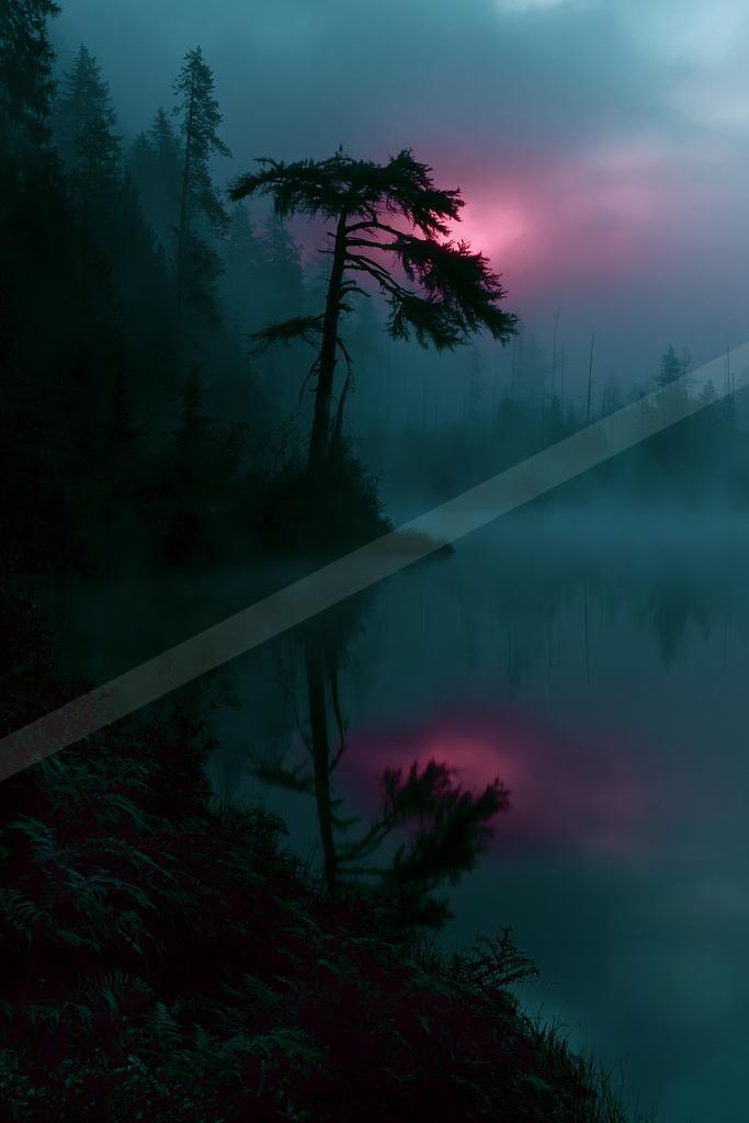 A lone silhouetted pine tree stands on the misty shore of a calm lake, reflecting a dramatic pink and teal twilight sky in a foggy forest landscape.