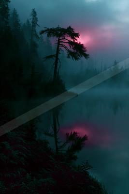 A lone silhouetted pine tree stands on the misty shore of a calm lake, reflecting a dramatic pink and teal twilight sky in a foggy forest landscape.